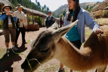 Awanakancha: el hogar de las alpacas y la artesanía tradicional